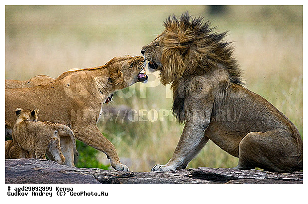 Panthera leo, �����, ���, ����� ����, �������, ������, ������������ ���� ����� ����, �����, �������������, �����, �����, XYZ, �������, Felidae, ���, Panthera leo