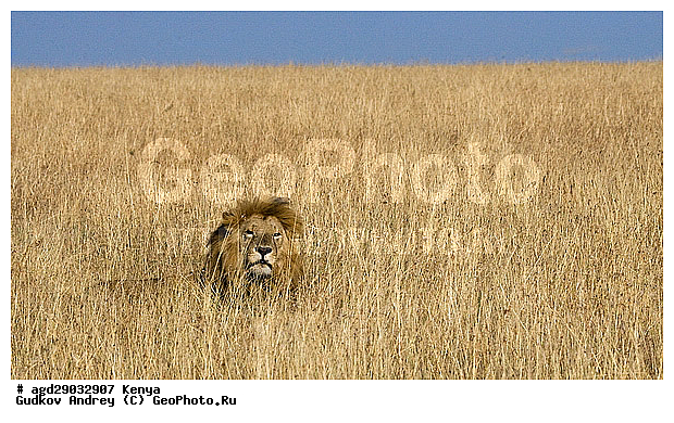 Panthera leo, �����, ���, ����� ����, ������������ ���� ����� ����, ������, �������������, �����, �����, XYZ, �������, Felidae, ���, Panthera leo