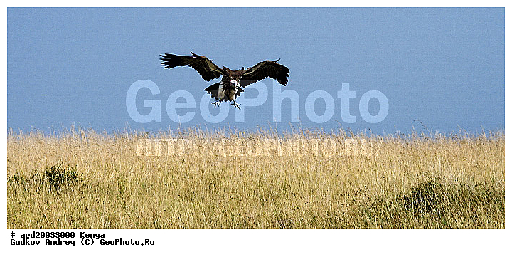 �����, ���� ����, ����, ������������ ����, ������������ ���� ����� ����, �����