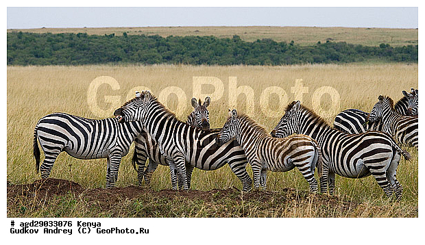 Equus quagga, �����, �����, ����� ����, ������������ ���� ����� ����, �������������, �����, �����, XYZ, ���������, Equidae, ���������� �����, �������� �����, Equus quagga, Equus burchelli, Equus quagga burchellii, Asinus burchellii