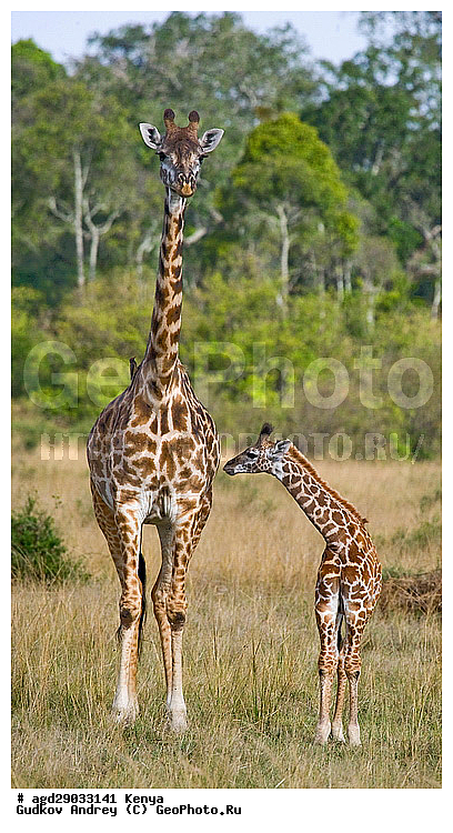 Giraffa cameleopardalis, ������, �����, ������������ ���� �������, �������, ������������ ����, �������������, �����, �����, XYZ, ���������, Giraffidae, Giraffa camelopardalis