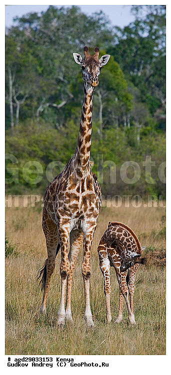 Giraffa cameleopardalis, ������, �����, ������������ ���� �������, �������, ������������ ����, �������������, �����, �����, XYZ, ���������, Giraffidae, Giraffa camelopardalis