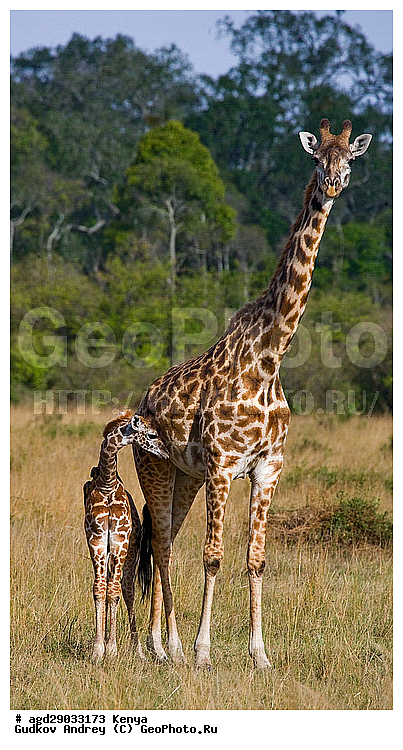 Giraffa cameleopardalis, ������, �����, ������������ ���� �������, �������, ������������ ����, �������������, �����, �����, XYZ, ���������, Giraffidae, Giraffa camelopardalis