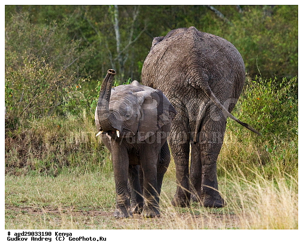 Loxodonta africana, �����, ����� ����, ������������ ���� ����� ����, ���������, ������, ����, ����, �������, �����, �����, ���������, ��������, Elephantidae, ��������, ��������, �������������, �������������, �����, �����, XYZ, ��������, Proboscidea, �������� ����, Loxodonta africana, �����
