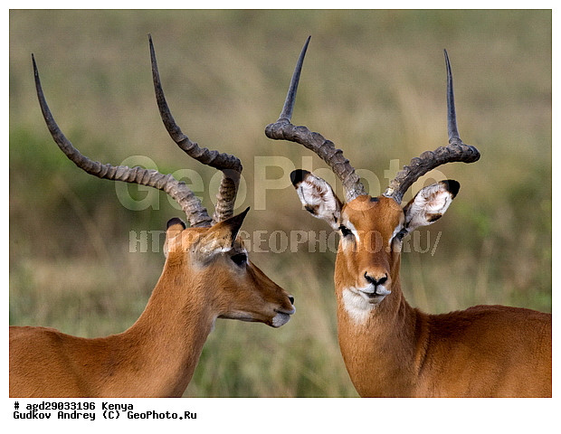 �������� ������, �����, ����� ����, ������������ ���� ����� ����, �����, ��������, ������, ����, ����, ���������, �����, ��������, ��������, �������������, �������������, �����, �����, XYZ, ���������, Bovidae, ������, ���������� ��������, Aepyceros melampus, Antilope melampus