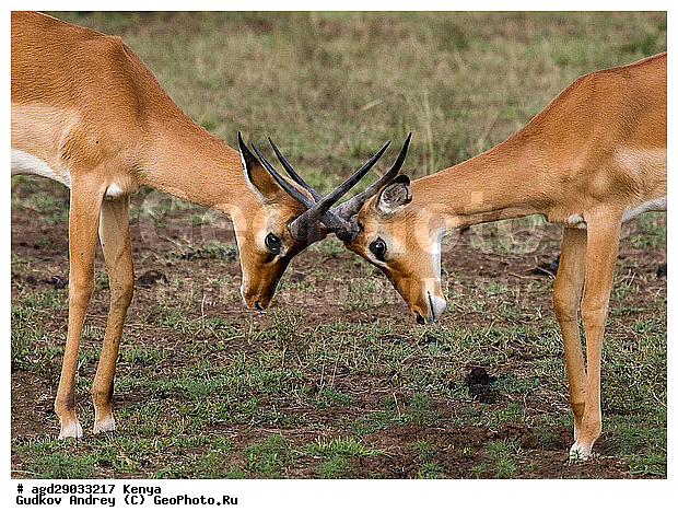 Aepyceros Melampus, �������� ������, �����, ��������, ������, ����, ������������ ���� �������, ����, �������, ���������, ������������ ���������� �������, �����, ��������, ��������, �������������, �������������, �����, �����, XYZ, ���������, Bovidae, ������, ���������� ��������, Aepyceros melampus, Antilope melampus