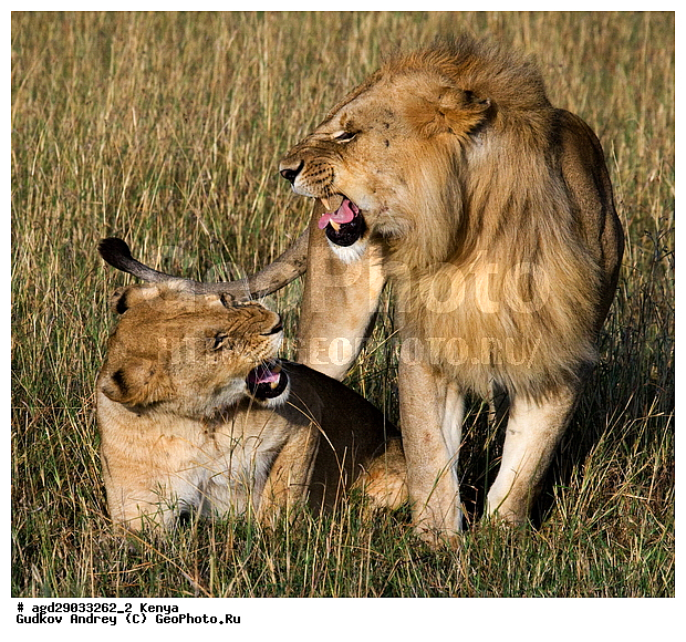 Panthera leo, �����, ����� ����, �����, ������, ����, ����, ������������ ���� ����� ����, ����, �����, ���������, �������������, �����, �����, XYZ, �������, Felidae, ���, Panthera leo