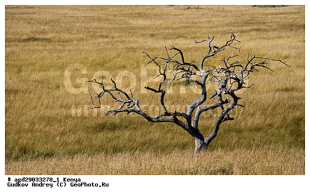 �����, ����� ����, ������������ ���� ����� ����, �������, ������, ����, ��������, ������