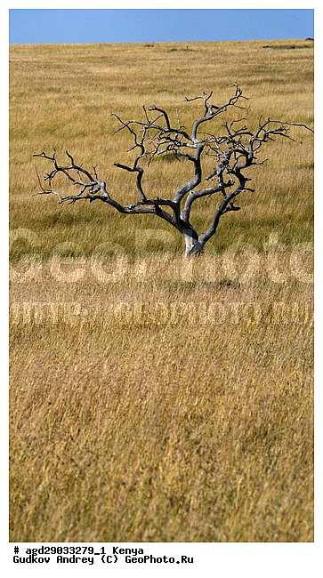 �����, ����� ����, ������������ ���� ����� ����, �������, ������, ����, ��������, ������