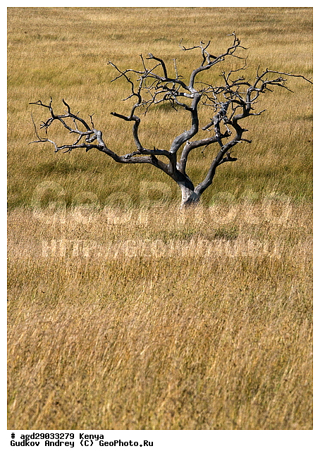 �����, ����� ����, ������������ ���� ����� ����, �������, ������, ����, ��������, ������