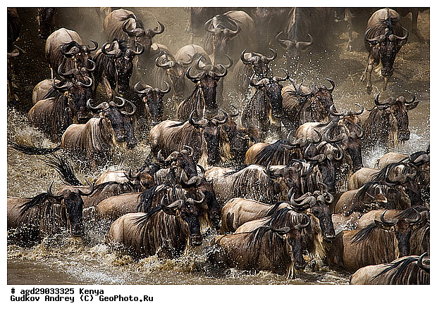 Connochaetes taurinus, ��� �������� ���, �����, ��������, ����, ����� ����, ������������ ���� ����� ����, ��������, ����, ��������, ��������, �������������, �������������, �����, �����, XYZ, ���������, Bovidae, ������� ���, ��������� ���, Connochaetes taurinus