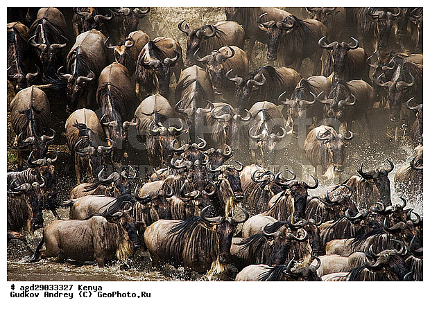 Connochaetes taurinus, ��� �������� ���, �����, ��������, ����, ����� ����, ������������ ���� ����� ����, ��������, ����, ��������, ��������, �������������, �������������, �����, �����, XYZ, ���������, Bovidae, ������� ���, ��������� ���, Connochaetes taurinus