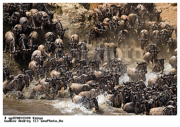 Connochaetes taurinus, ��� �������� ���, �����, ��������, ����, ����� ����, ������������ ���� ����� ����, ��������, ����, ��������, ��������, �������������, �������������, �����, �����, XYZ, ���������, Bovidae, ������� ���, ��������� ���, Connochaetes taurinus