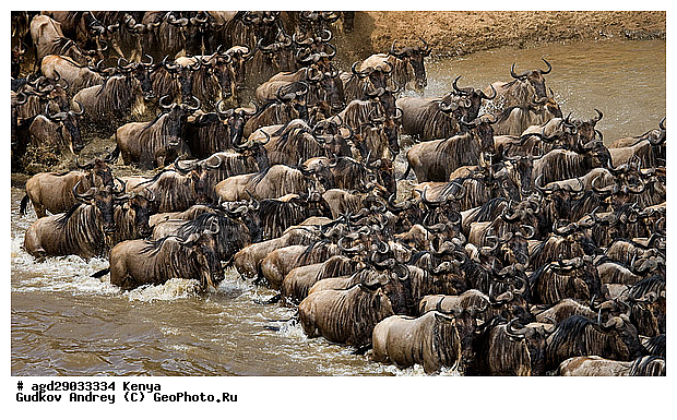 Connochaetes taurinus, ��� �������� ���, �����, ��������, ����, ����� ����, ������������ ���� ����� ����, ��������, ����, ��������, ��������, �������������, �������������, �����, �����, XYZ, ���������, Bovidae, ������� ���, ��������� ���, Connochaetes taurinus