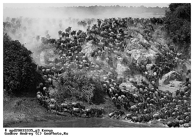 Connochaetes taurinus, ��� �������� ���, �����, ��������, ����, ����� ����, ������������ ���� ����� ����, ��������, ����, ��������, ��������, �������������, �������������, �����, �����, XYZ, ���������, Bovidae, ������� ���, ��������� ���, Connochaetes taurinus