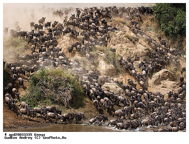 Connochaetes taurinus, ��� �������� ���, �����, ��������, ����, ����� ����, ������������ ���� ����� ����, ��������, ����, ��������, ��������, �������������, �������������, �����, �����, XYZ, ���������, Bovidae, ������� ���, ��������� ���, Connochaetes taurinus