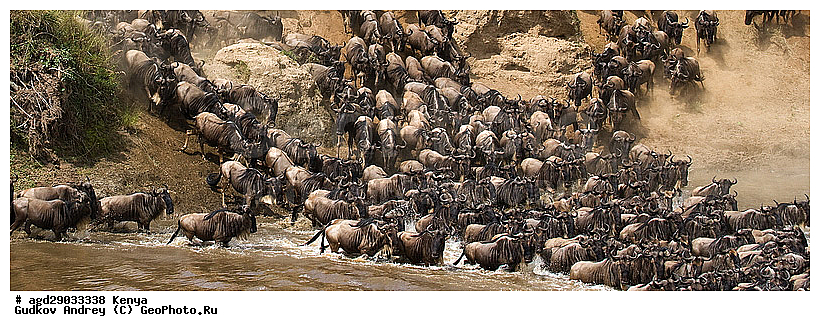 Connochaetes taurinus, ��� �������� ���, �����, ��������, ����, ����� ����, ������������ ���� ����� ����, ��������, ����, ��������, ��������, �������������, �������������, �����, �����, XYZ, ���������, Bovidae, ������� ���, ��������� ���, Connochaetes taurinus