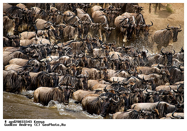 Connochaetes taurinus, ��� �������� ���, �����, ��������, ����, ����� ����, ������������ ���� ����� ����, ��������, ����, ��������, ��������, �������������, �������������, �����, �����, XYZ, ���������, Bovidae, ������� ���, ��������� ���, Connochaetes taurinus