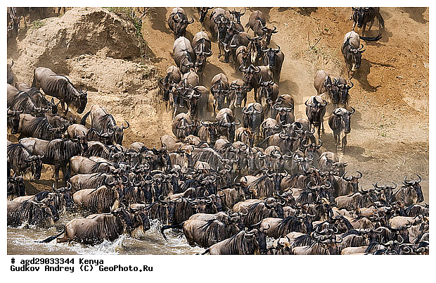 Connochaetes taurinus, ��� �������� ���, �����, ��������, ����, ����� ����, ������������ ���� ����� ����, ��������, ����, ��������, ��������, �������������, �������������, �����, �����, XYZ, ���������, Bovidae, ������� ���, ��������� ���, Connochaetes taurinus