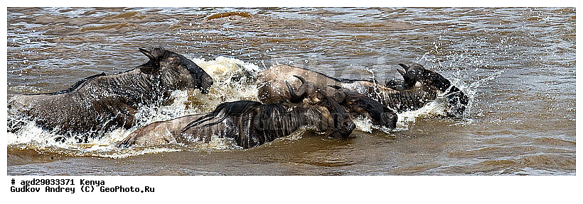 Connochaetes taurinus, ��� �������� ���, �����, ��������, ����, ����� ����, ������������ ���� ����� ����, ��������, ����, ��������, ��������, �������������, �������������, �����, �����, XYZ, ���������, Bovidae, ������� ���, ��������� ���, Connochaetes taurinus