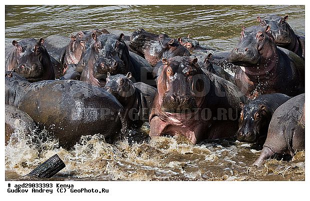 Hippopotamus amphibius, ��������, �����, ����, ����� ����, ������������ ���� ����� ����, ������������ ����, ����, �������������, �����, �����, XYZ, �����������, Hippopotamidae, ������������ �������, ����������, Hippopotamus amphibius