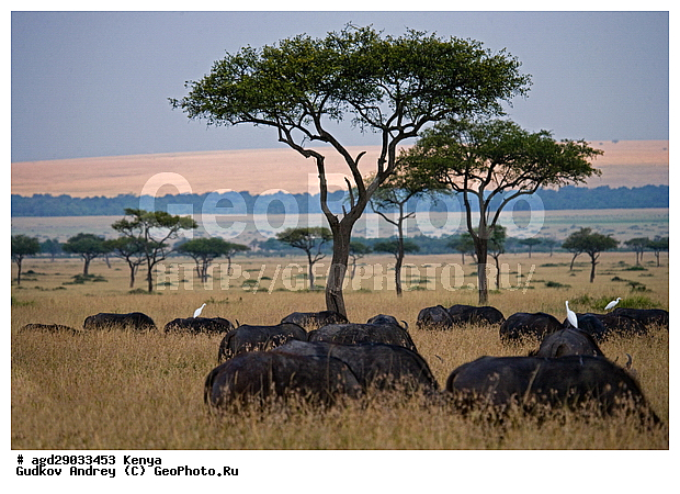 �����, ����� ����, ������������ ���� ����� ����, �������, ��������, ��������, �������������, �������������, �����, �����, XYZ, ��������, Proboscidea, �������� ����, Loxodonta africana, �����