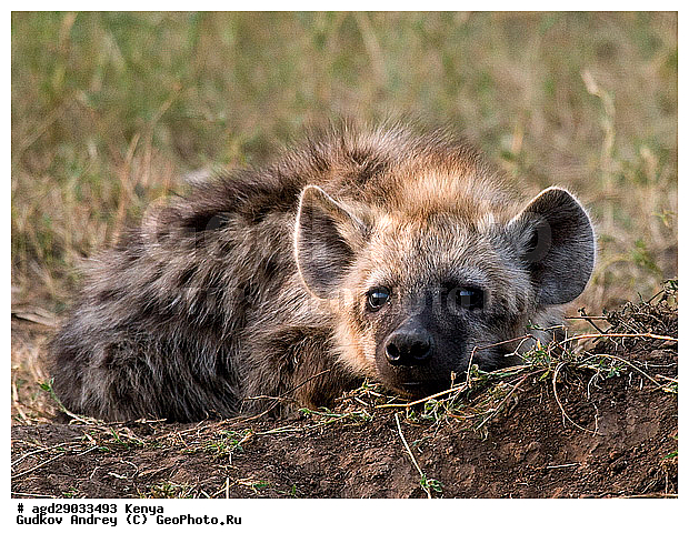 Crocuta crocuta, �����, ����� ����, ������������ ���� ����� ����, �����, ������������ ����, �����, ������a, ��������, ��������, �������������, �������������, �����, �����, �������, ������, �����, ��������, Hyaenidae, ��������� �����, Crocuta crocuta, Hyaena crocuta, Canis crocuta, ��������, ��������, �������������, �������������, �����, �����, �������, ������, �����, ��������, Hyaenidae, ��������� �����, Crocuta crocuta, Hyaena crocuta, Canis crocuta, XYZ, ��������, ��������