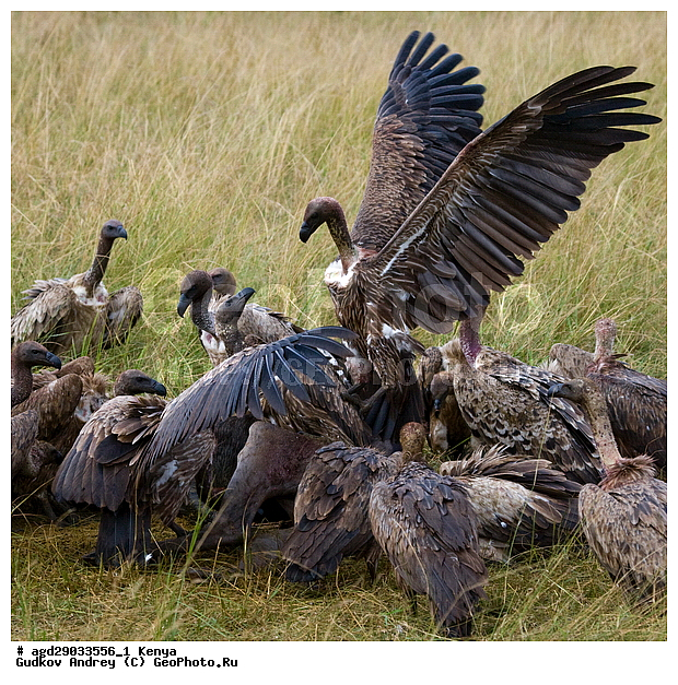 Gyps rueppellii (Gyps africanus), �����, ������, ������������ ���� ������, ����������, ������, ���, �������