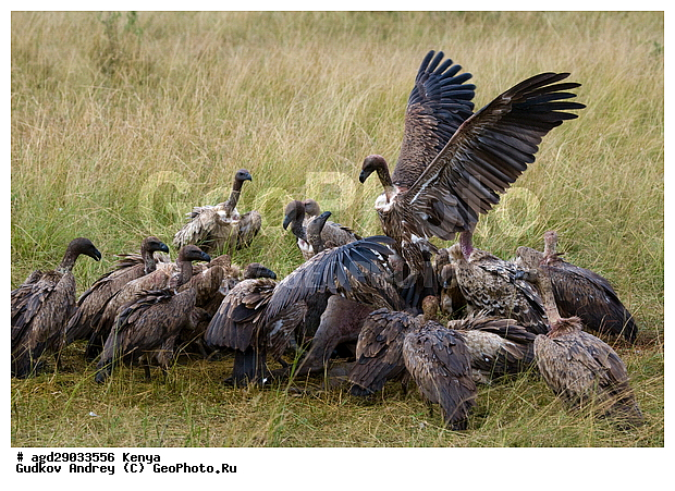Gyps rueppellii (Gyps africanus), �����, ������, ������������ ���� ������, ����������, ������, ���, �������