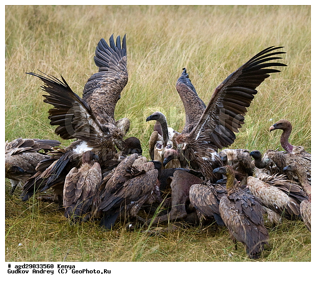 Gyps rueppellii (Gyps africanus), �����, ������, ������������ ���� ������, ����������, ������, ���, �������