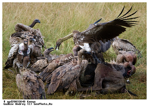 Gyps rueppellii (Gyps africanus), �����, ������, ������������ ���� ������, ����������, ������, ���, �������