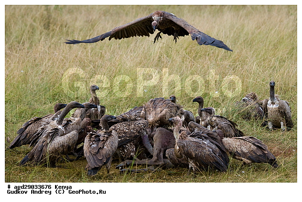 Gyps rueppellii (Gyps africanus), �����, ������, ������������ ���� ������, ����������, ������, ���, �������