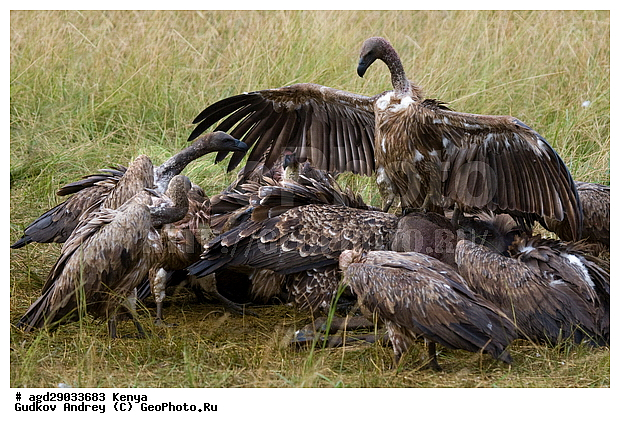 Gyps rueppellii (Gyps africanus), �����, ������, ������������ ���� ������, ����������, ������, ���, �������
