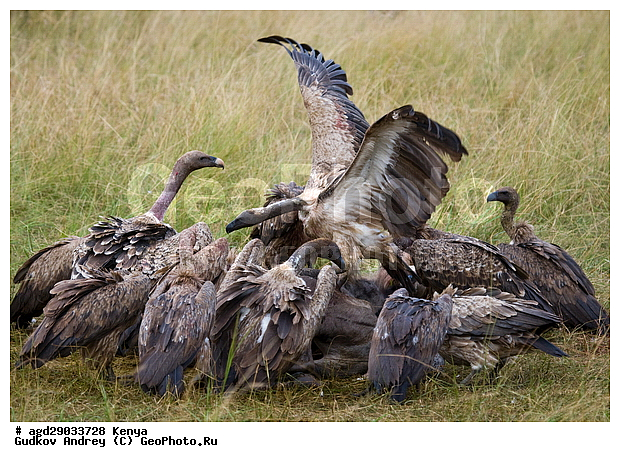 Gyps rueppellii (Gyps africanus), �����, ������, ������������ ���� ������, ����������, ������, ���, �������