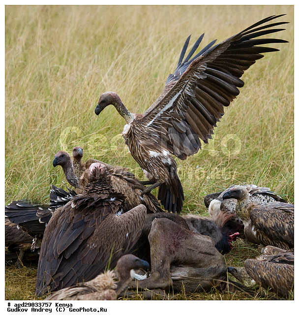 Gyps rueppellii (Gyps africanus), �����, ������, ������������ ���� ������, ����������, ������, ���, �������