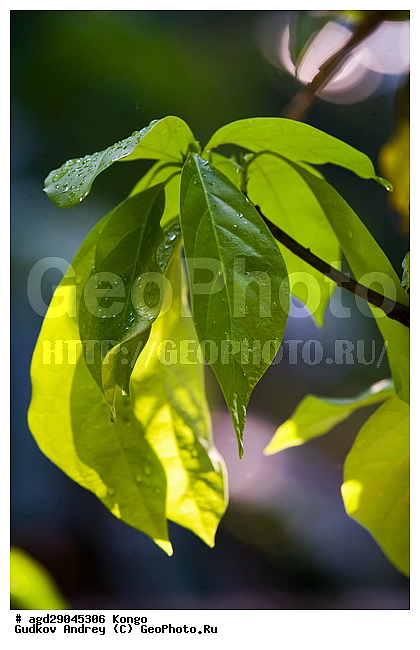 ������, �����, ������������ ���� ������ ����� � ������������ ���� ������ ����������� �����, ���, ������, �������, ����������� �������� �������