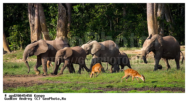 ������, ������ �����, �����, ������������ ���� ������ �����, ���, ������ ����, ����, �����, ����� ������, �������������, �����, �����, XYZ, ��������, Proboscidea, ������ ����, Loxodonta cyclotis, ��������, Elephantidae