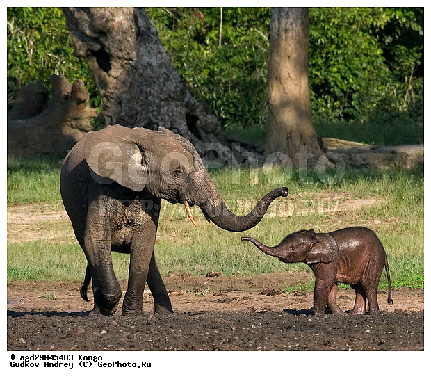 ������, �����, ������������ ���� ������ �����, ���, ������ ����, ����, ��������, �������, �������������, �����, �����, XYZ, ��������, Proboscidea, ������ ����, Loxodonta cyclotis, ��������, Elephantidae