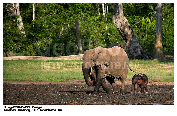 ������, �����, ������������ ���� ������ �����, ���, ������ ����, ����, ��������, �������, �������������, �����, �����, XYZ, ��������, Proboscidea, ������ ����, Loxodonta cyclotis, ��������, Elephantidae