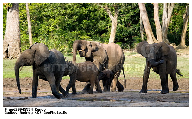 ������, ������ �����, �����, ������������ ���� ������ �����, ���, ������ ����, ����, �����, ����� ������, �������������, �����, �����, XYZ, ��������, Proboscidea, ������ ����, Loxodonta cyclotis, ��������, Elephantidae