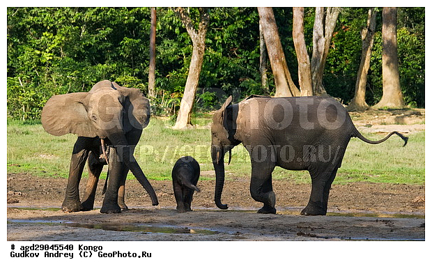 ������, ������ �����, �����, ������������ ���� ������ �����, ���, ������ ����, ����, �����, ����� ������, �������������, �����, �����, XYZ, ��������, Proboscidea, ������ ����, Loxodonta cyclotis, ��������, Elephantidae