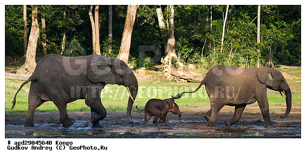 ������, ������ �����, �����, ������������ ���� ������ �����, ���, ������ ����, ����, �����, ����� ������, �������������, �����, �����, XYZ, ��������, Proboscidea, ������ ����, Loxodonta cyclotis, ��������, Elephantidae