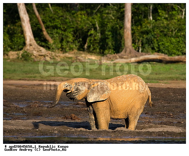 ������, �����, ������������ ���� ������ �����, ���, �������� �����, �����, ������ ����, ����, �������������, �����, �����, XYZ, ��������, Proboscidea, ������ ����, Loxodonta cyclotis, ��������, Elephantidae