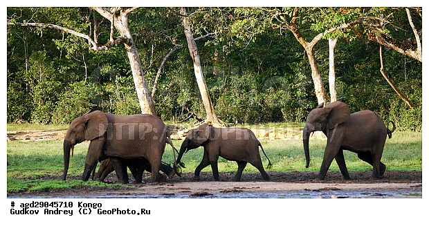 ������, ������ �����, �����, ������������ ���� ������ �����, ���, ������ ����, ����, �����, ����� ������, �������������, �����, �����, XYZ, ��������, Proboscidea, ������ ����, Loxodonta cyclotis, ��������, Elephantidae