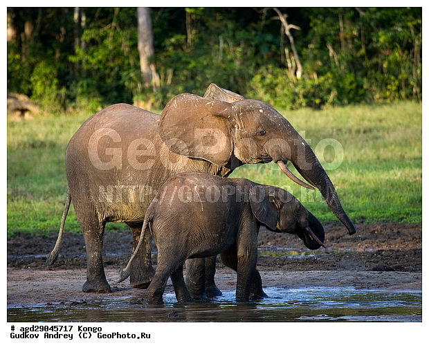 ������, ������ �����, �����, ������������ ���� ������ �����, ���, ������ ����, ����, �����, ����� ������, �������������, �����, �����, XYZ, ��������, Proboscidea, ������ ����, Loxodonta cyclotis, ��������, Elephantidae