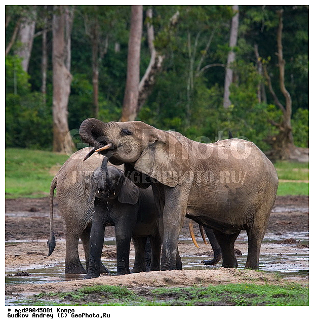 ������, �����, ������������ ���� ������ �����, ���, ������ ����, ����, �����, ����� ������, �������������, �����, �����, XYZ, ��������, Proboscidea, ������ ����, Loxodonta cyclotis, ��������, Elephantidae