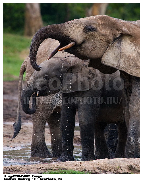 ������, ������ �����, �����, ������������ ���� ������ �����, ���, ������ ����, ����, �����, ����� ������, �������������, �����, �����, XYZ, ��������, Proboscidea, ������ ����, Loxodonta cyclotis, ��������, Elephantidae