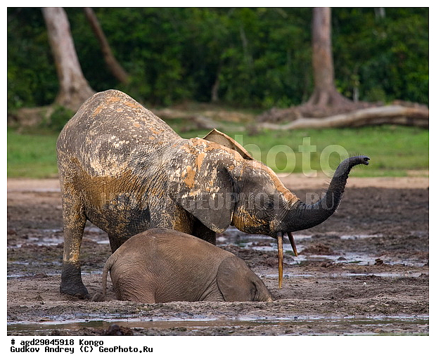 ������, ������ �����, �����, ������������ ���� ������ �����, ���, ������ ����, ����, �����, ����� ������, �������������, �����, �����, XYZ, ��������, Proboscidea, ������ ����, Loxodonta cyclotis, ��������, Elephantidae