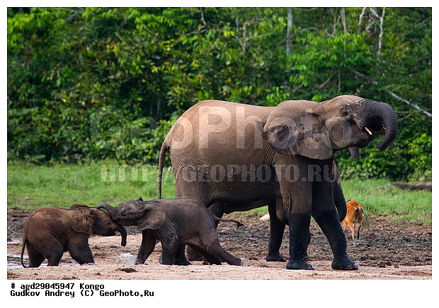 ������, �����, ������������ ���� ������ �����, ���, ������ ����, ����, �����, ����� ������, �������������, �����, �����, XYZ, ��������, Proboscidea, ������ ����, Loxodonta cyclotis, ��������, Elephantidae