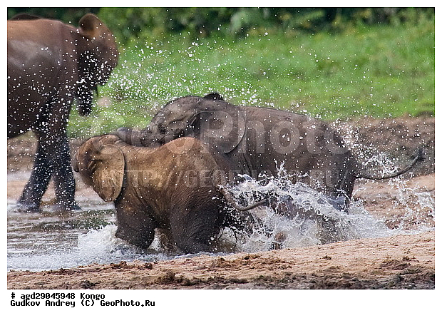 ������, ������ �����, �����, ������������ ���� ������ �����, ���, ������ ����, ����, �����, ����� ������, �������������, �����, �����, XYZ, ��������, Proboscidea, ������ ����, Loxodonta cyclotis, ��������, Elephantidae